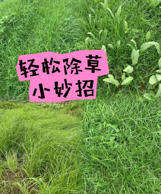 草太多怎么除草？园艺专家教你高效清除杂草的完整方案