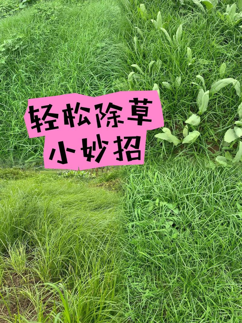 草太多怎么除草?园艺专家教你高效清除杂草的完整方案 一、先判断:杂草类型决定除草策略