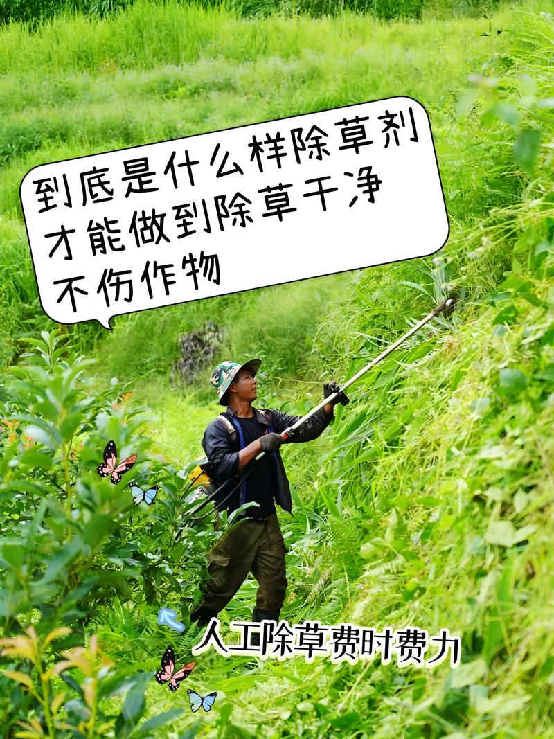 草太多怎么除草?园艺专家教你高效清除杂草的完整方案 四、常见问题答疑