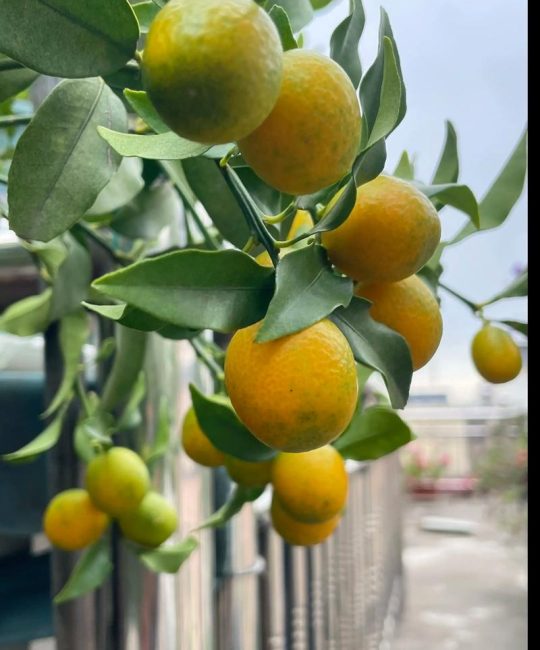 家里露台种果树，这5种最适合新手，结果快又好吃
