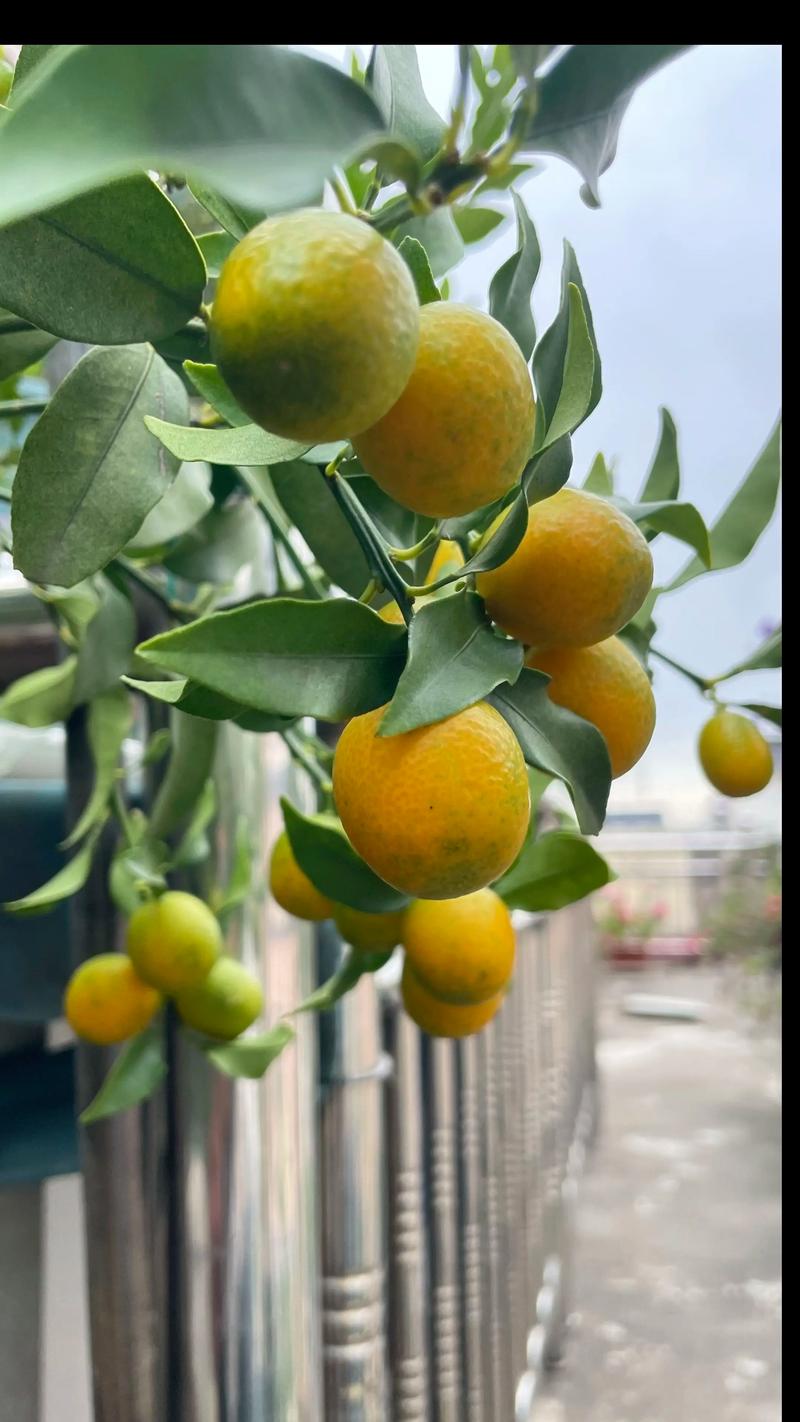 家里露台种果树,这5种最适合新手,结果快又好吃 家里露台种果树,这5种最适合新手,结果快又好吃