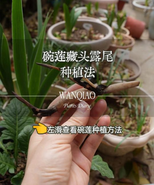 院子能不能种荷花？附完整种植技术指南，手把手教你搞定
