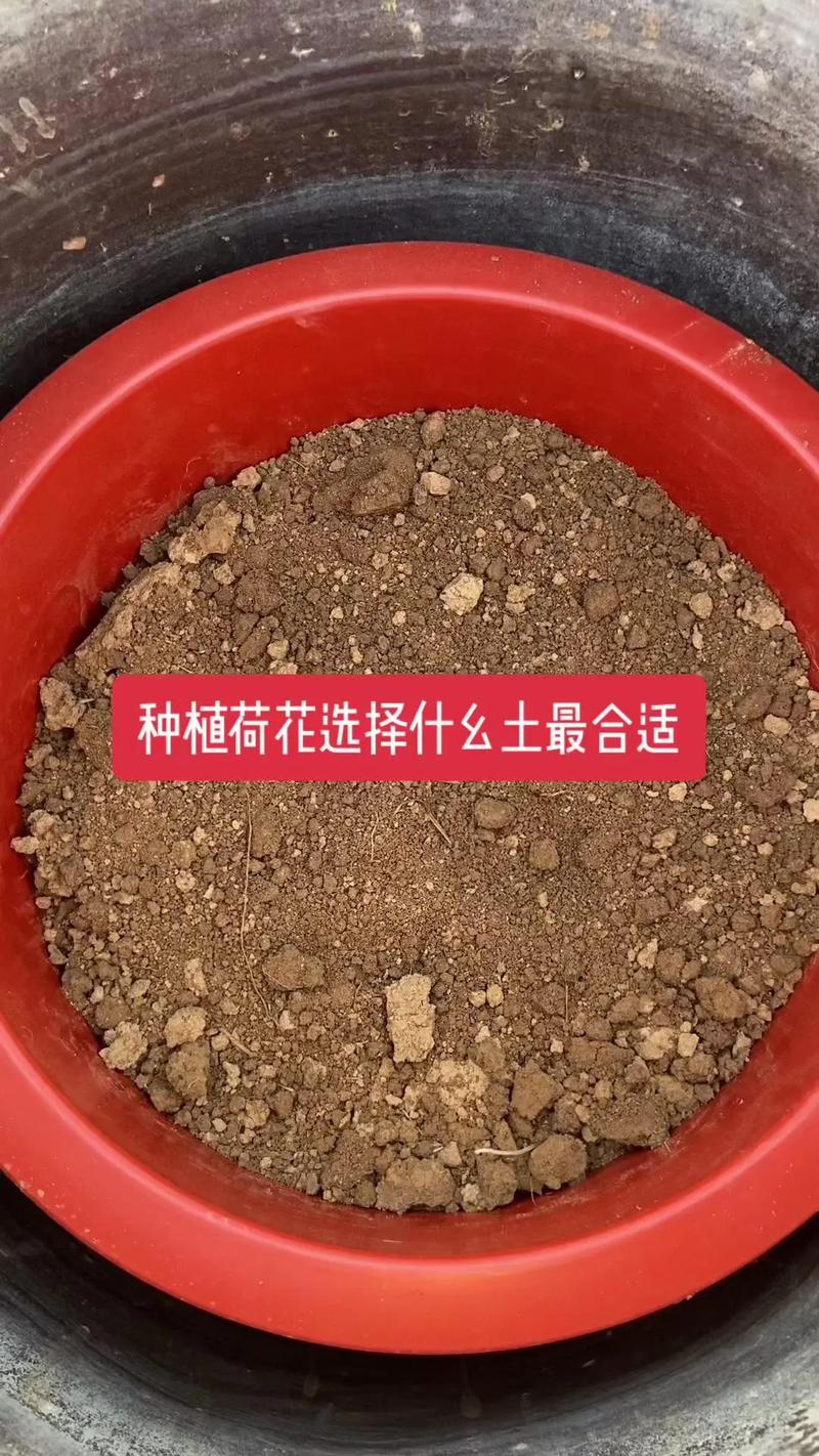 院子能不能种荷花?附完整种植技术指南,手把手教你搞定 二、荷花种植全流程技术指南(可直接执行)