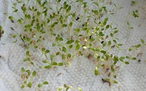 生菜怎么种植容易发芽？掌握这七步，出苗快又齐