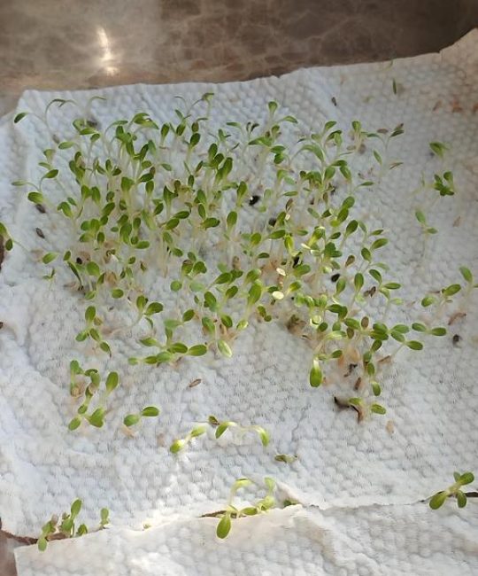 生菜怎么种植容易发芽？掌握这七步，出苗快又齐