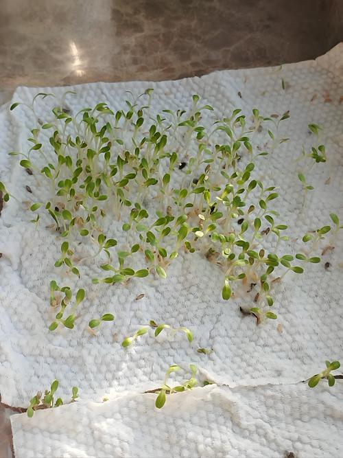 生菜怎么种植容易发芽?掌握这七步,出苗快又齐 生菜怎么种植容易发芽?掌握这七步,出苗快又齐
