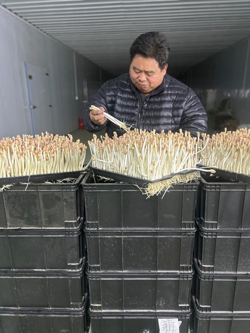 在家种芽苗菜赚钱吗? 二、在家种芽苗菜的收益从哪里来