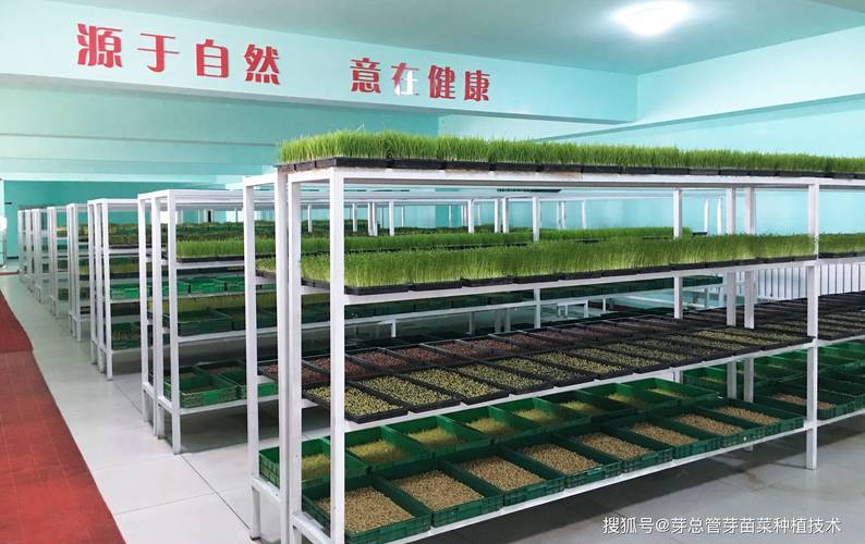 在家种芽苗菜赚钱吗? 三、真实来看,利润高不高?