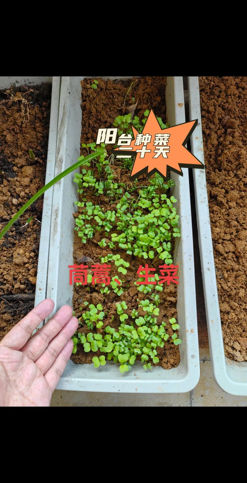 在家种芽苗菜赚钱吗? 四、哪些人适合做芽苗菜