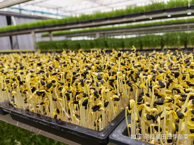 在家种芽苗菜赚钱吗? 五、想赚钱,关键要避开这几个坑