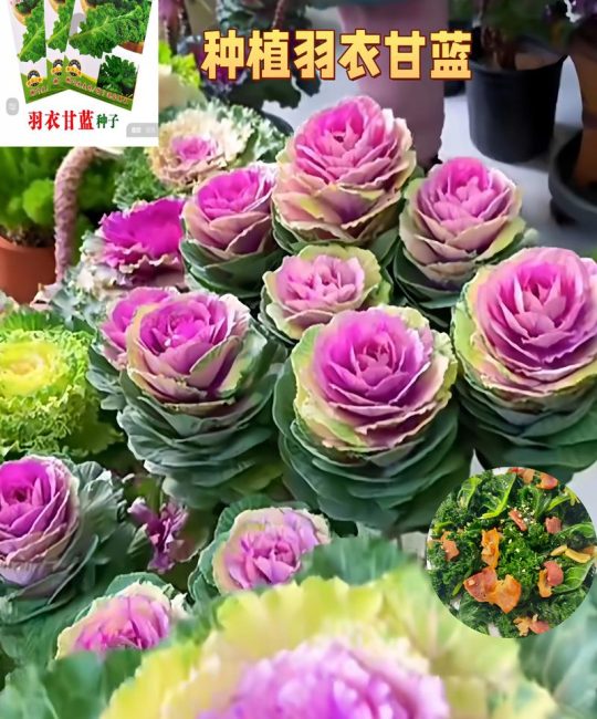 羽衣甘蓝是什么蔬菜：十字花科叶牡丹的百科介绍