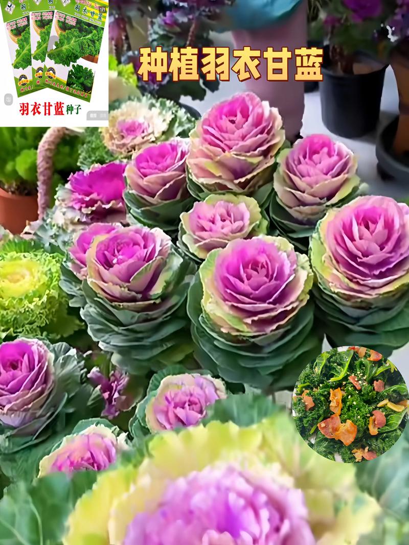 羽衣甘蓝是什么蔬菜:十字花科叶牡丹的百科介绍 羽衣甘蓝是什么蔬菜:十字花科叶牡丹的百科介绍