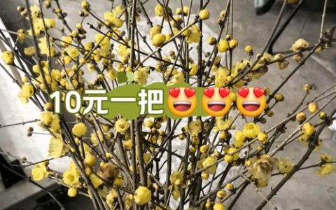 一颗腊梅树多少钱？价格参考与影响因素分析