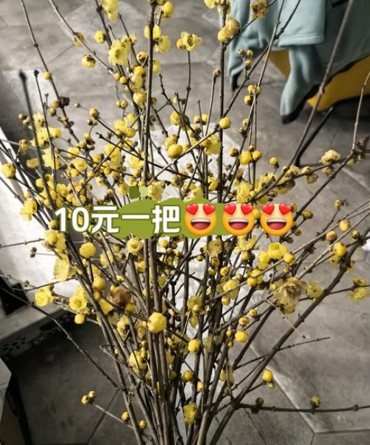 一颗腊梅树多少钱？价格参考与影响因素分析