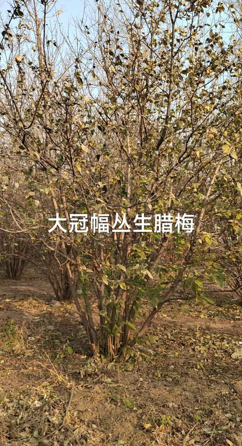 季节：淡旺季影响供需
