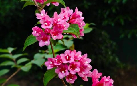 锦带花并非四季常青，南北气候差异下的落叶真相与养护指南