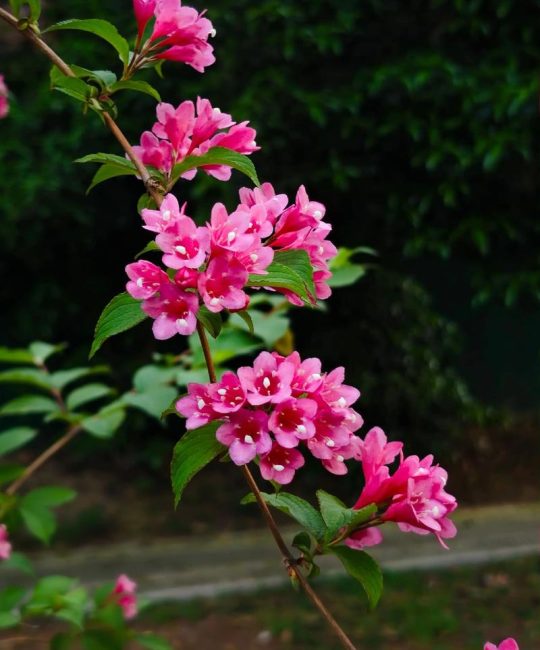 锦带花并非四季常青，南北气候差异下的落叶真相与养护指南