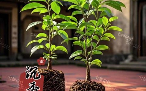 工程绿化中“最贵”的树种：规格、成本与成活管理全解析
