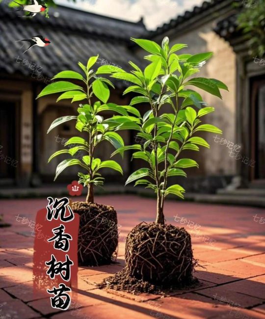 工程绿化中“最贵”的树种：规格、成本与成活管理全解析
