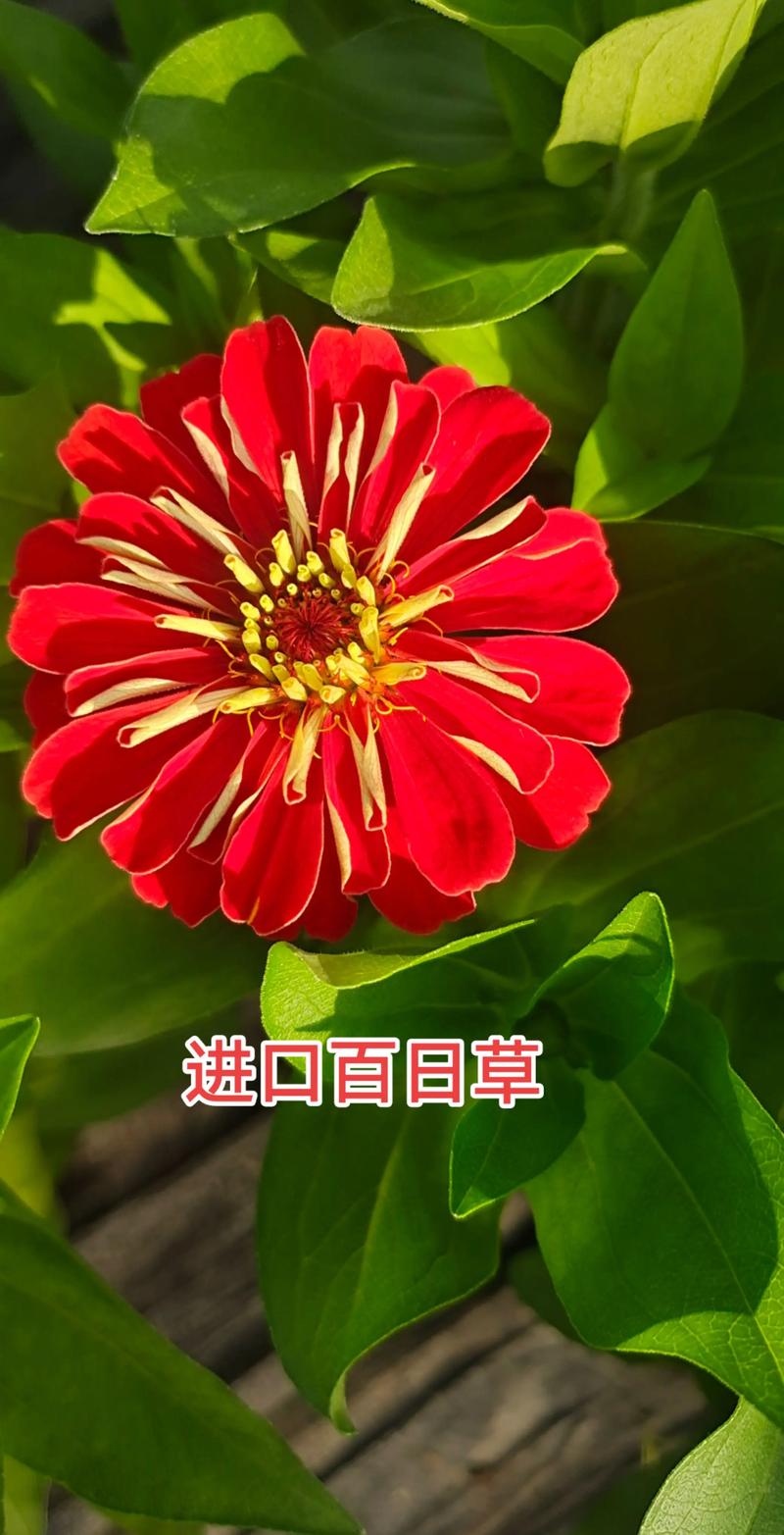 百日草好种吗?新手园艺必选花卉全攻略 常见问题与应对