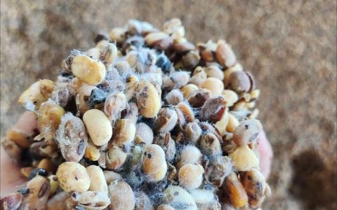 大豆发酵后是什么肥？— 详解大豆发酵肥料的种类与园艺应用
