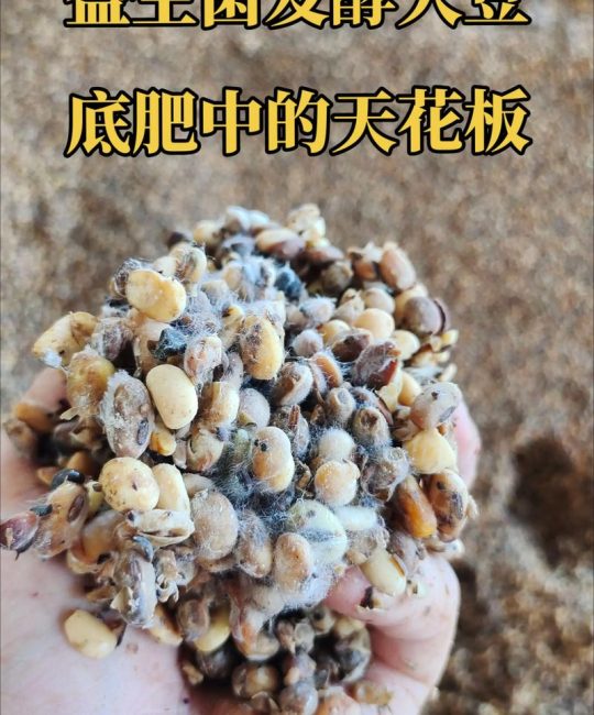 大豆发酵后是什么肥？— 详解大豆发酵肥料的种类与园艺应用