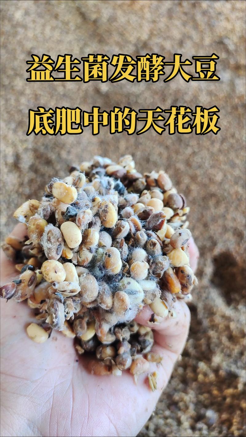 大豆发酵后是什么肥?— 详解大豆发酵肥料的种类与园艺应用 大豆发酵后是什么肥?— 详解大豆发酵肥料的种类与园艺应用