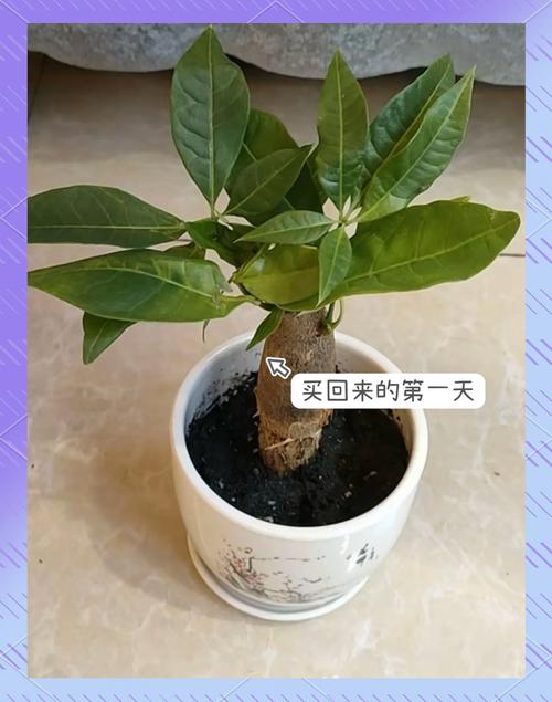 发财树苗怎么栽才能活?老花匠教你5个关键步骤,成活率翻倍 三、栽种步骤:每一步都影响生根