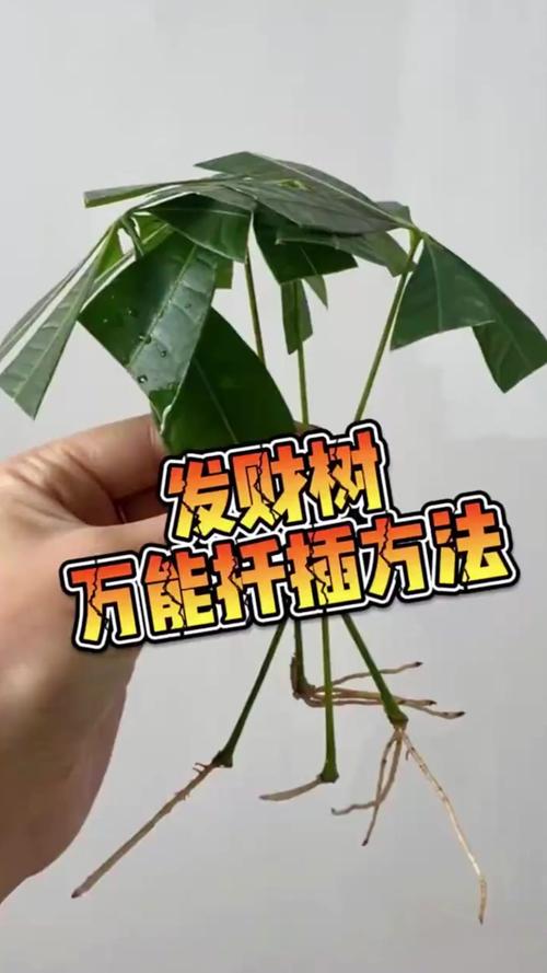 发财树苗怎么栽才能活?老花匠教你5个关键步骤,成活率翻倍 四、缓苗期:成活的关键7-15天