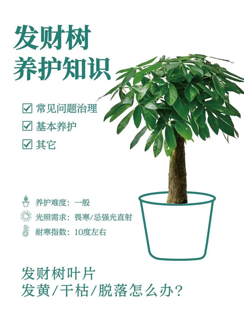 发财树苗怎么栽才能活?老花匠教你5个关键步骤,成活率翻倍 五、移栽后常见问题与急救