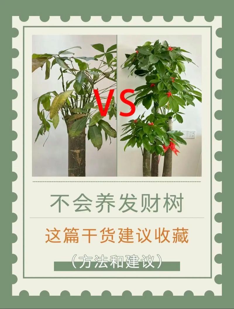 发财树苗怎么栽才能活?老花匠教你5个关键步骤,成活率翻倍 六、后期养护要点(成活后)