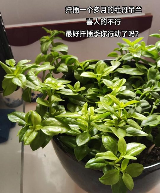 牡丹可以扦插吗？成功率极低，推荐分株与嫁接