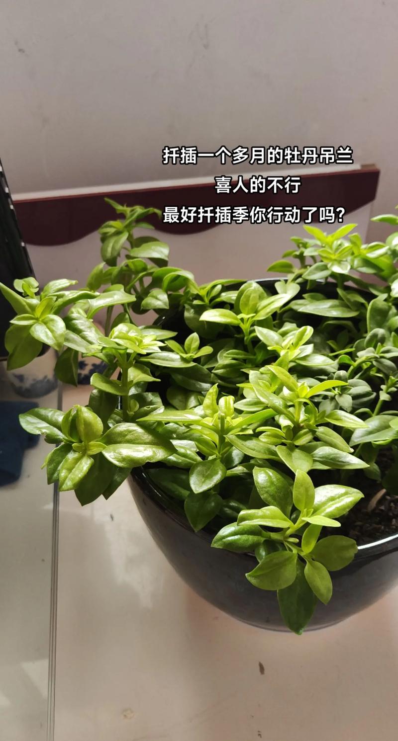 牡丹可以扦插吗?成功率极低,推荐分株与嫁接 牡丹可以扦插吗?成功率极低,推荐分株与嫁接
