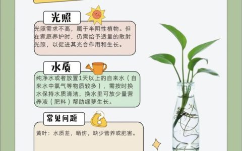 水培植物的水要换吗？全面解析水生植物换水频率与养护要点