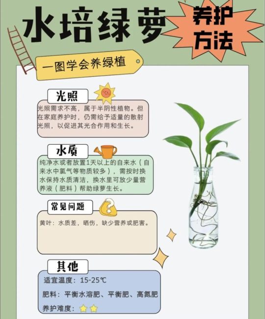 水培植物的水要换吗？全面解析水生植物换水频率与养护要点