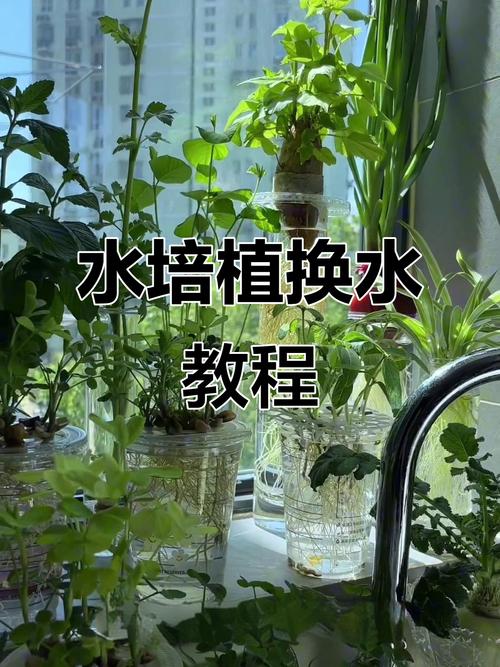 水培植物的水要换吗?全面解析水生植物换水频率与养护要点 总结