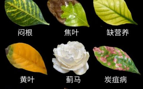 栀子花叶子发黄怎么回事？4大原因排查与解决方案