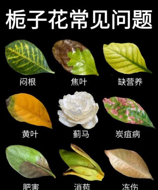 栀子花叶子发黄怎么回事？4大原因排查与解决方案