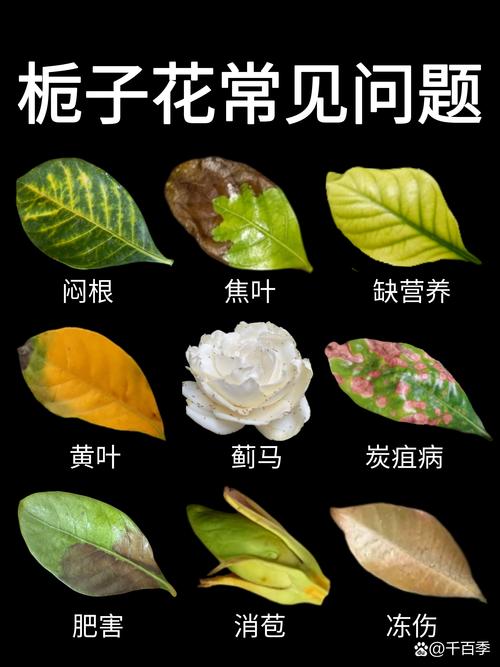 栀子花叶子发黄怎么回事?4大原因排查与解决方案 栀子花叶子发黄怎么回事?4大原因排查与解决方案