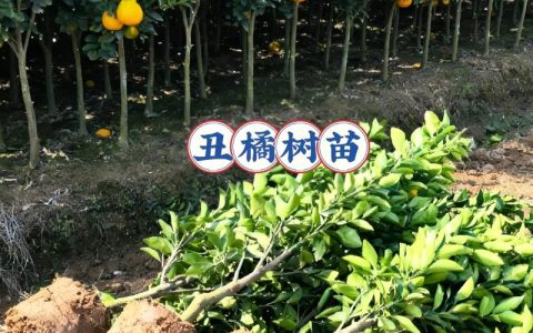 丑柑苗价格是多少一颗？2025年最新市场参考与影响因素全解析
