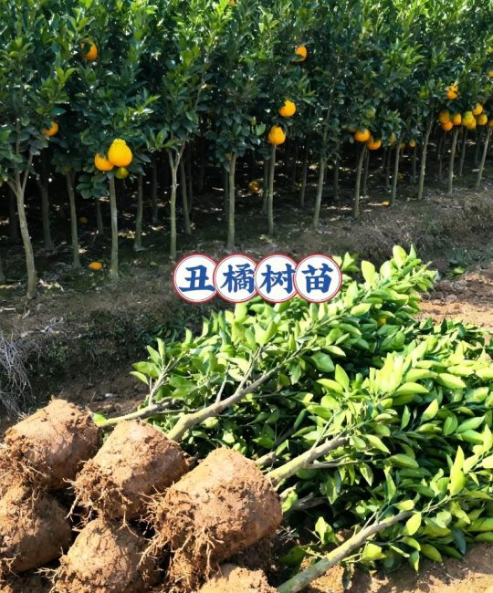 丑柑苗价格是多少一颗？2025年最新市场参考与影响因素全解析