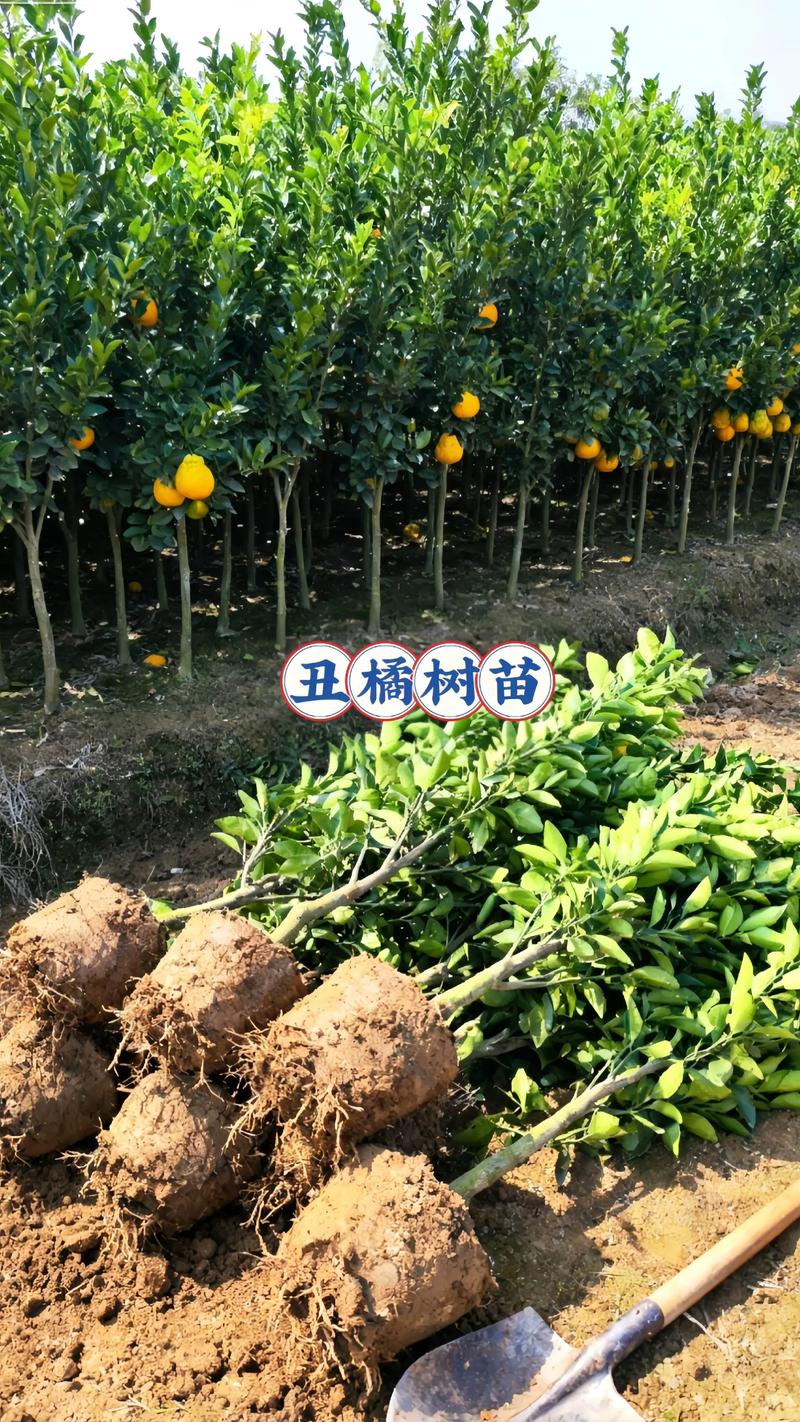 丑柑苗价格是多少一颗?2025年最新市场参考与影响因素全解析 价格快速参考