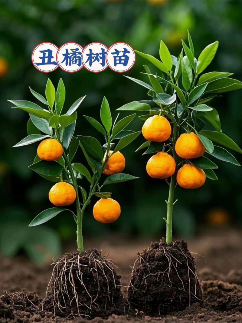 丑柑苗价格是多少一颗?2025年最新市场参考与影响因素全解析 常见问题(FAQ)