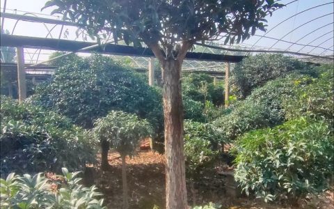 桂花树在北方室外能过冬吗？数据解析与实操防寒指南