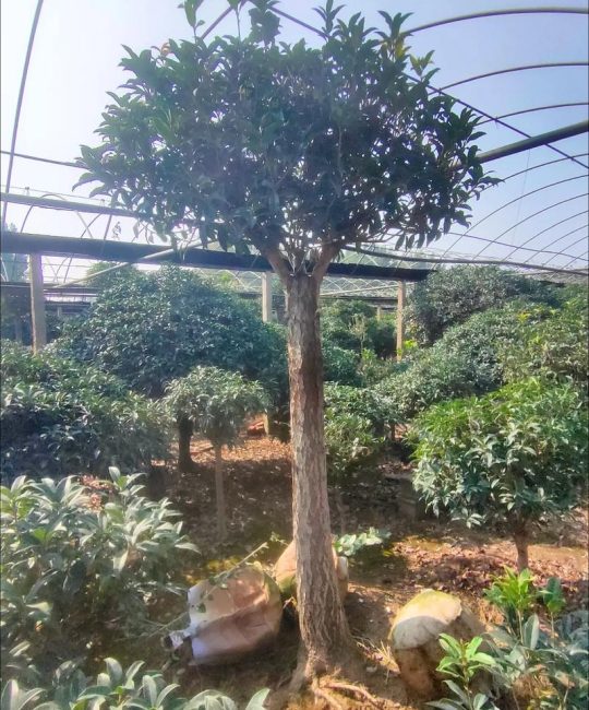 桂花树在北方室外能过冬吗？数据解析与实操防寒指南