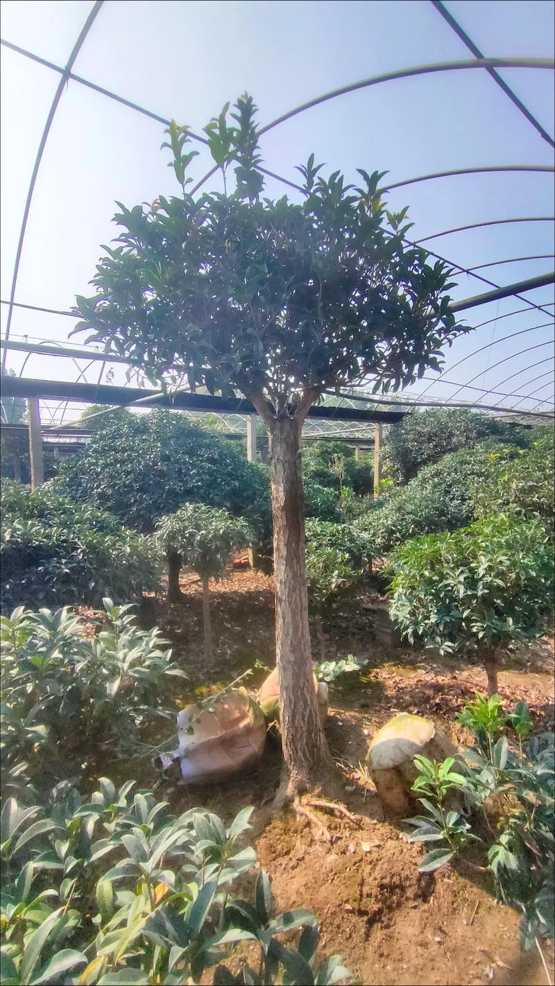 桂花树在北方室外能过冬吗?数据解析与实操防寒指南 一、桂花树的生长习性速览