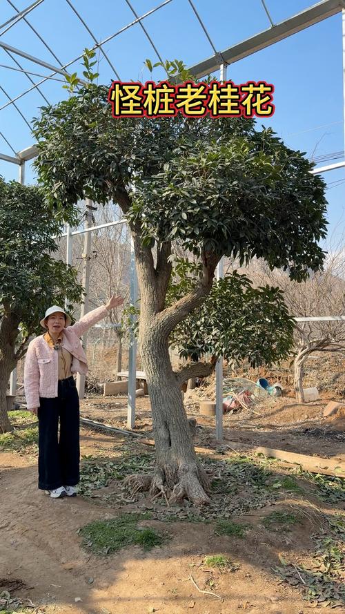 桂花树在北方室外能过冬吗?数据解析与实操防寒指南 二、耐寒耐热指标(量化数据)