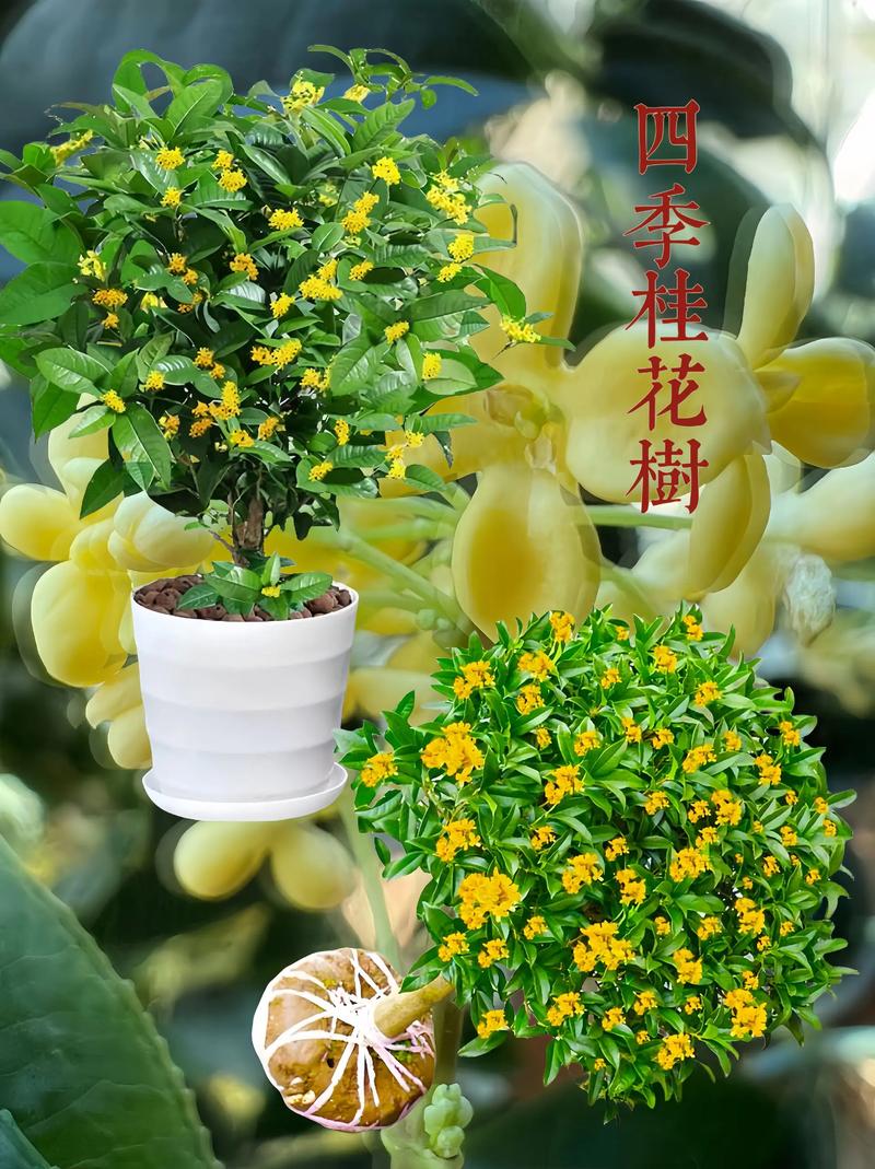 桂花树在北方室外能过冬吗?数据解析与实操防寒指南 三、光照与水分需求