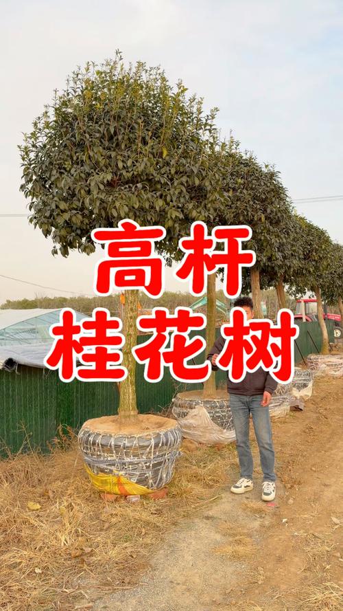 桂花树在北方室外能过冬吗?数据解析与实操防寒指南 七、总结