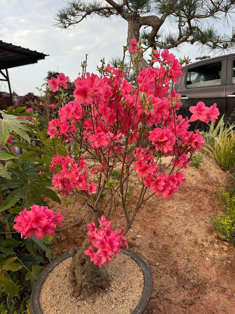 映山红什么时候开花?花期养护与促花全攻略 影响开花的关键因素